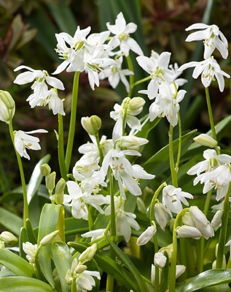 Scilla siberica alba.jpg